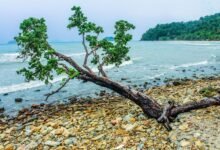 why embedtree com matters more