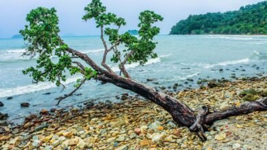 why embedtree com matters more